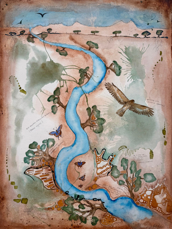 Whistling Kite at Geary River by Dr Phillip B. Roös, Image 1.