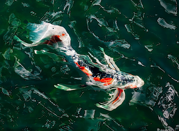 Koi by Stephen Silverberg