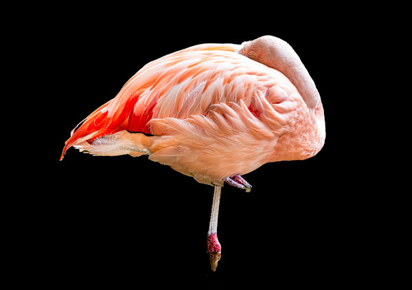 Flamingo on Black by Stephen Silverberg