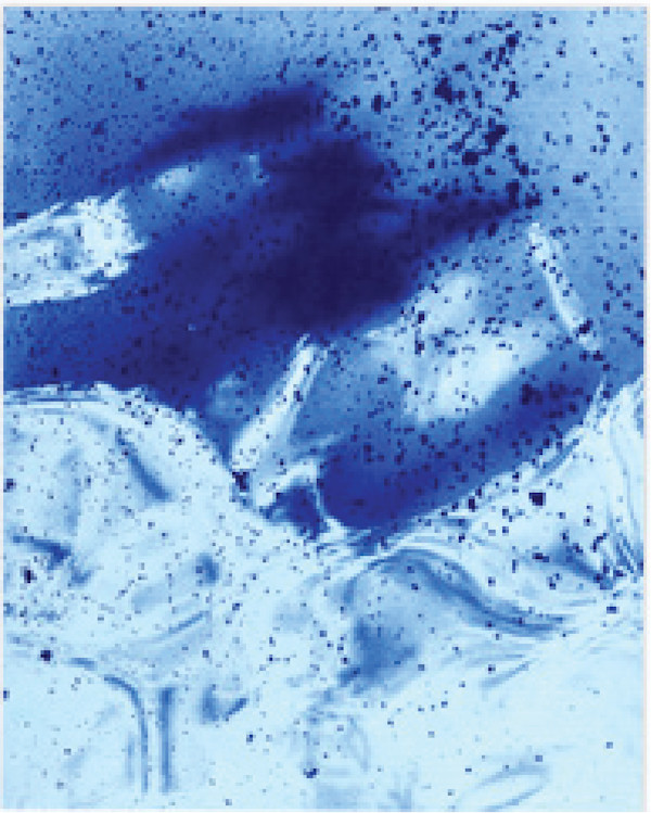 Raisin River 4 by Brittanie Bondie