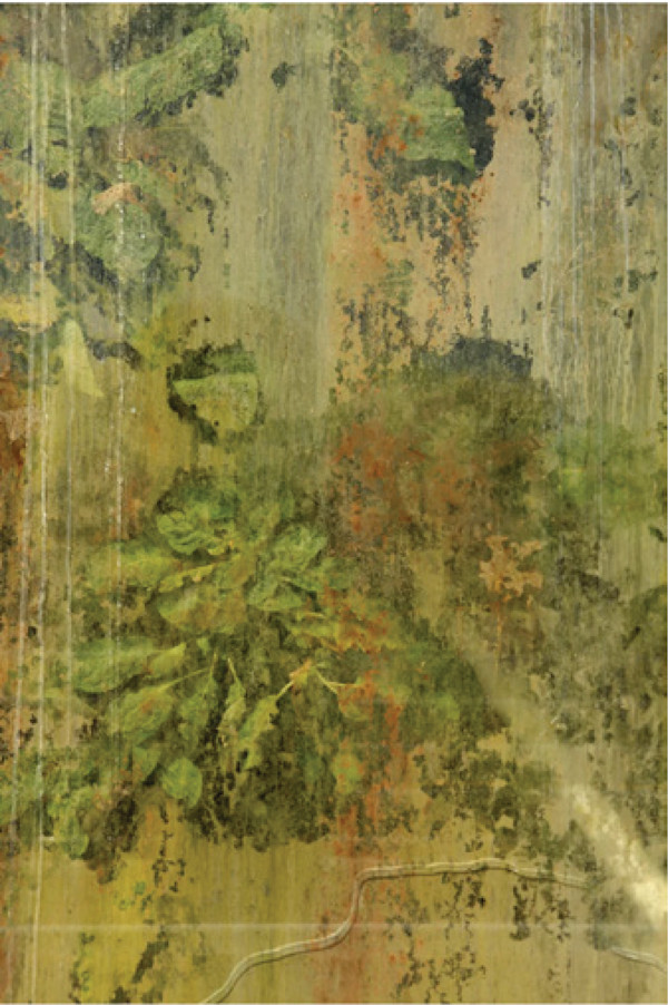 Untitled 5 (from the series Biosphere 2) by Megan Major