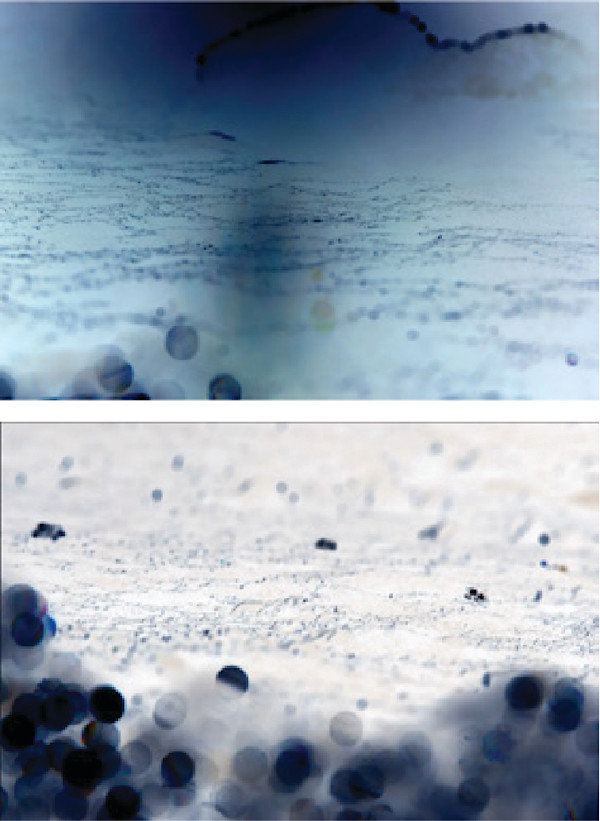 Untitled 5 (diptych from the series Glacier Ice) by Megan Major