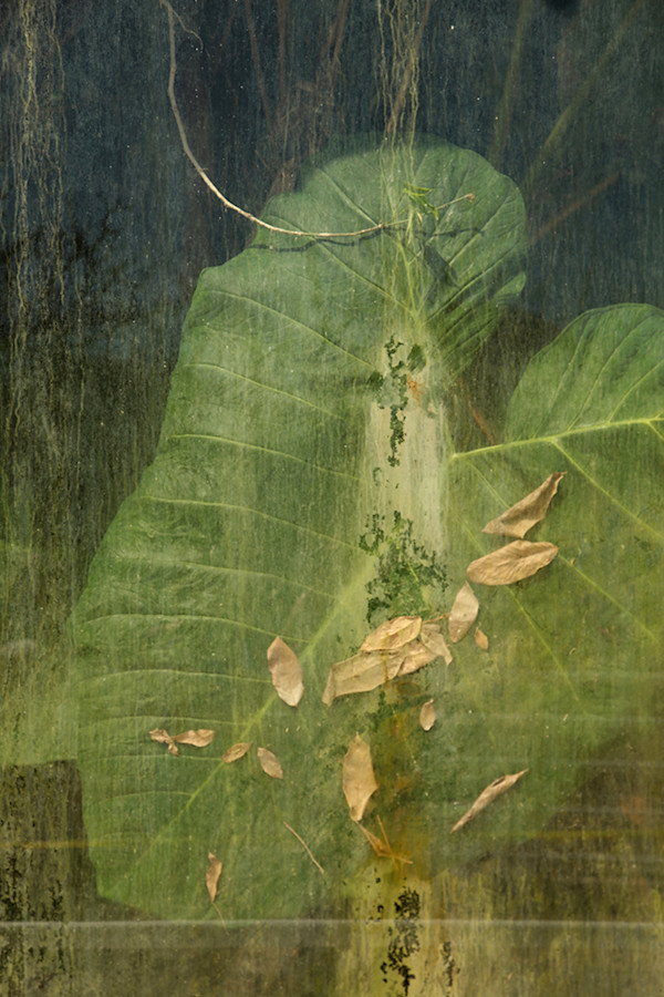 Untitled 2 (from the series Biosphere 2) by Megan Major