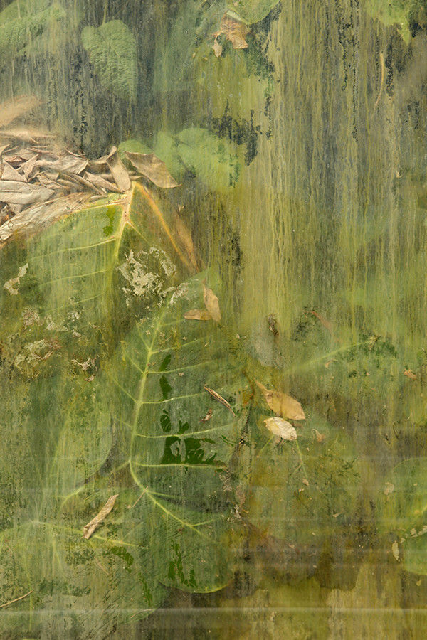 Untitled 3 (from the series Biosphere 2) by Megan Major