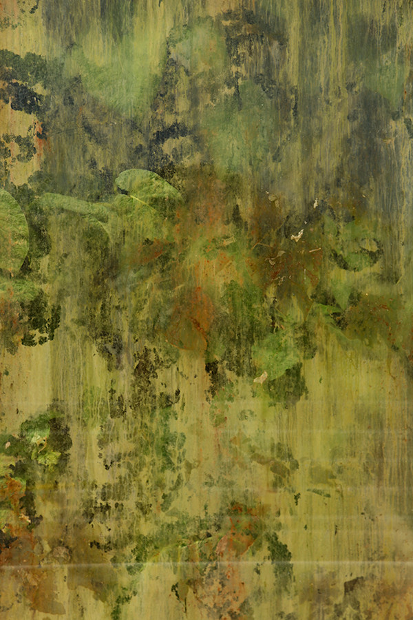 Untitled 4 (from the series Biosphere 2) by Megan Major