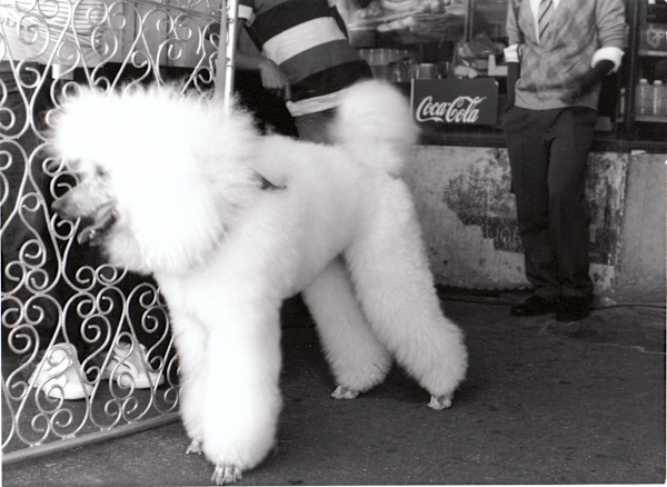 'Babaloo' by Danielle-Raye  Bischoff