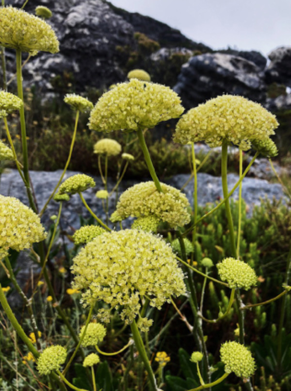 'Untitled 6' by Danielle-Raye  Bischoff