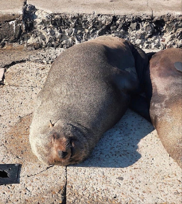 'Happiness' by Danielle-Raye  Bischoff