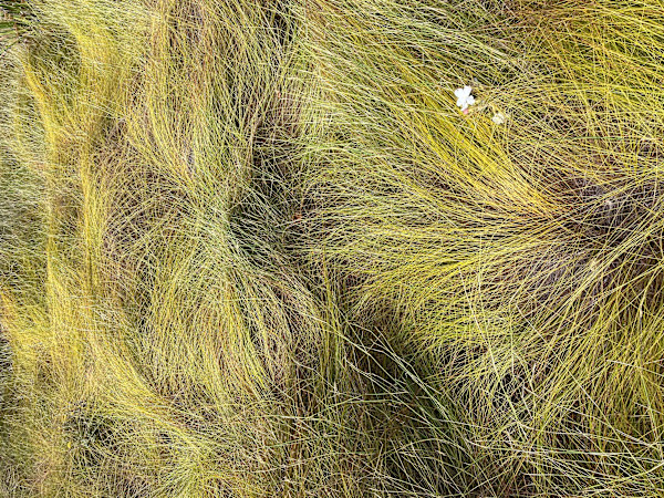 'Untitled 5' by Danielle-Raye  Bischoff