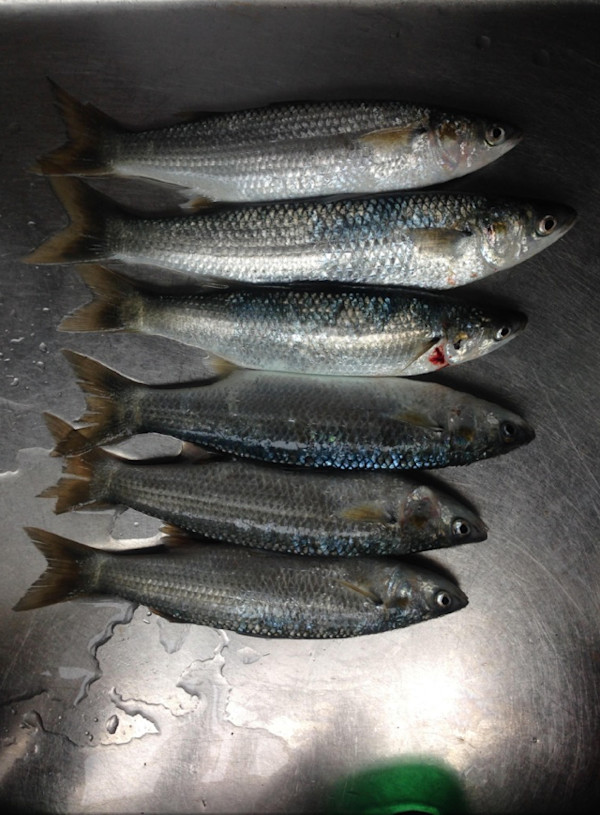 'Springers' by Danielle-Raye  Bischoff