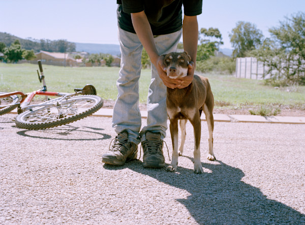 'Brown Dog' by Danielle-Raye  Bischoff