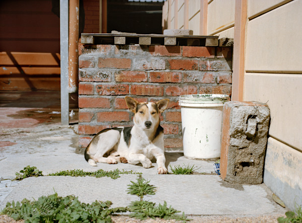 ‘Lucky' by Danielle-Raye  Bischoff