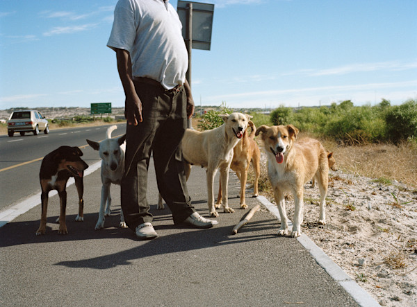 ‘Pack Of Dogs' by Danielle-Raye  Bischoff