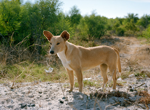 ‘Yellow Dog' by Danielle-Raye  Bischoff