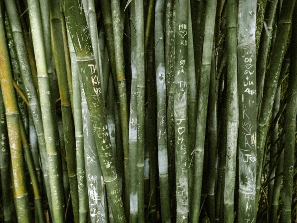 Bamboo Graffiti by Lora Wood