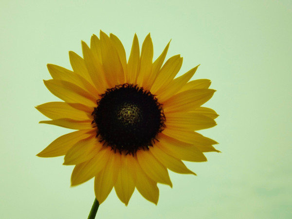 Sunflower by Lora Wood