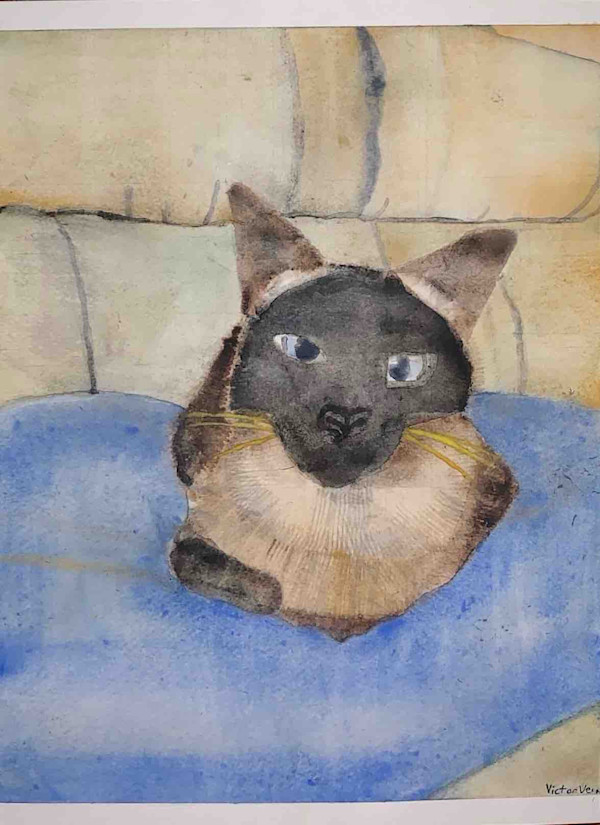 Cat by Victor Vera