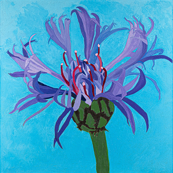Alaska Summer (Cornflower) by Nea Brown