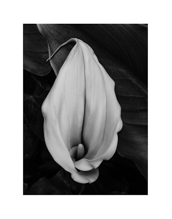 Calla by Christine Alward