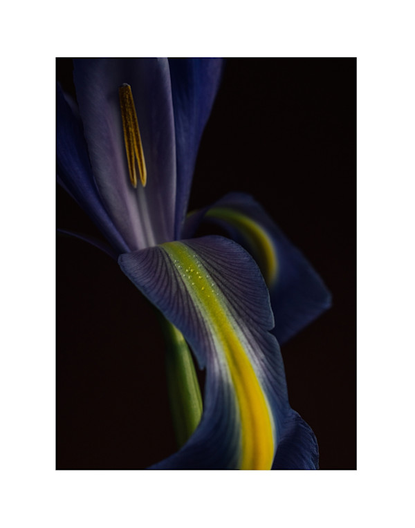 Say Ahhh by Christine Alward