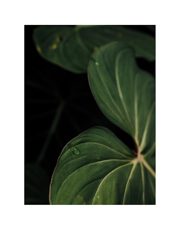 A Single Tear by Christine Alward