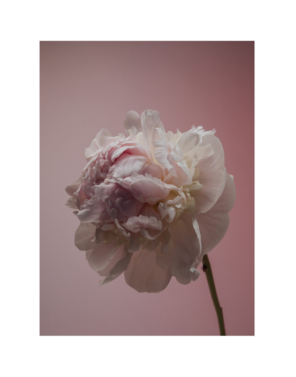 Everyone Loves a Millennial by Christine Alward