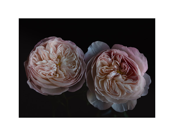 Hypnotic by Christine Alward