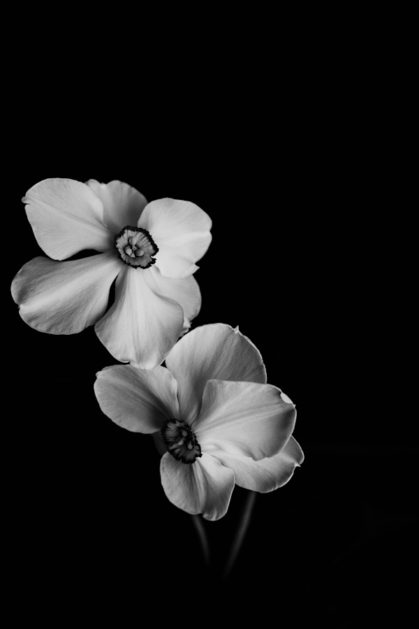 Safe Haven by Christine Alward