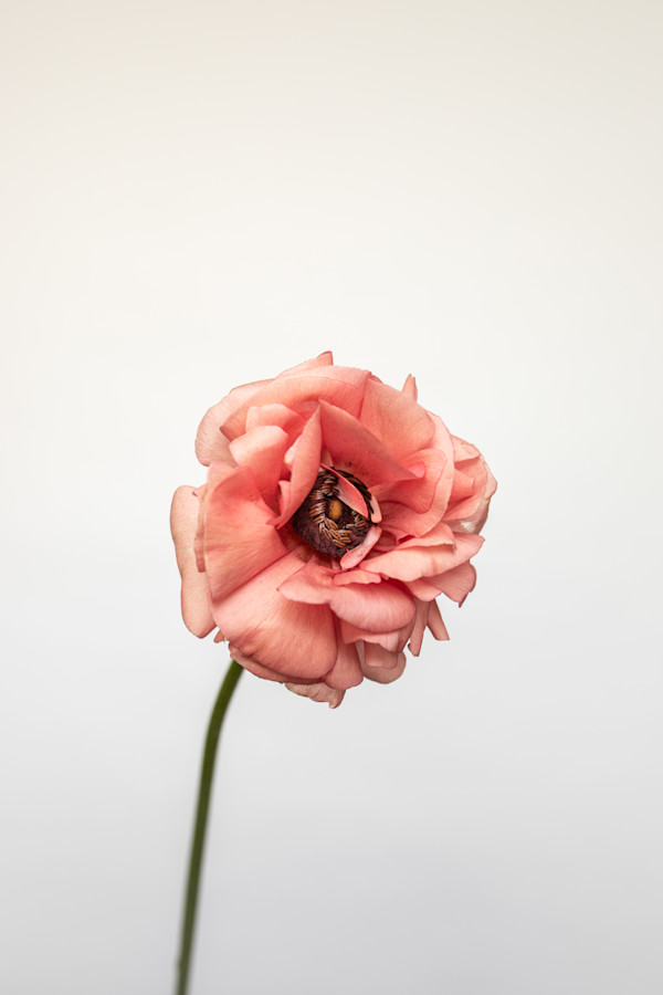 Splitting Headache by Christine Alward