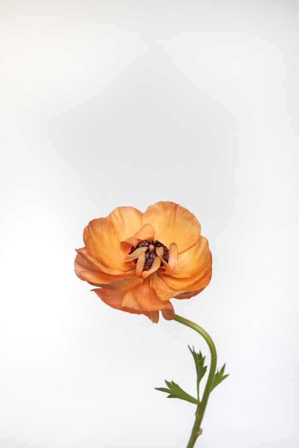 Just a Girl and a Flower by Christine Alward