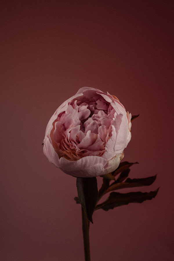 Left Unsaid by Christine Alward