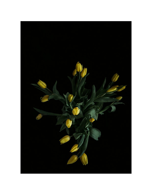 Tulip Taxidermy by Christine Alward