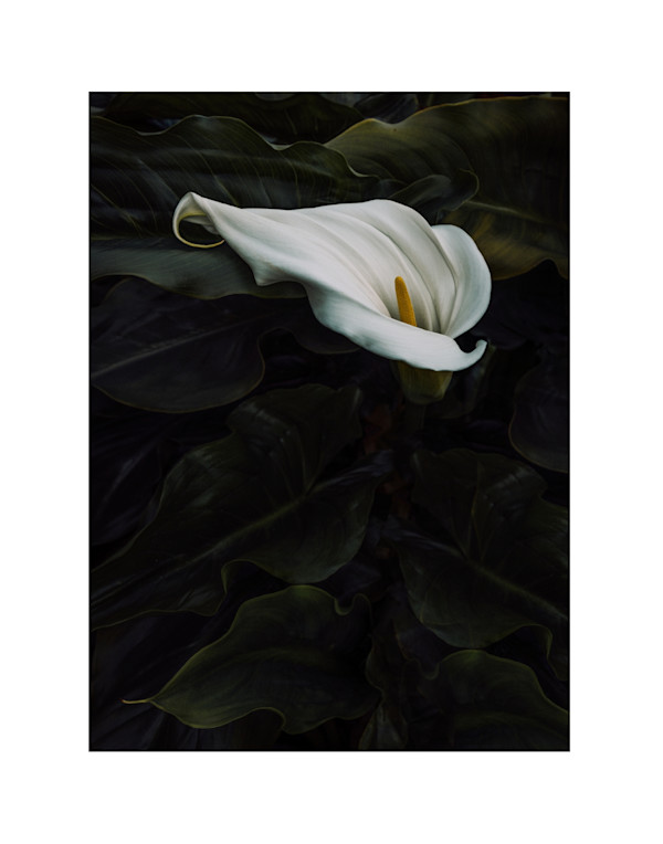 Lady of the Valley by Christine Alward