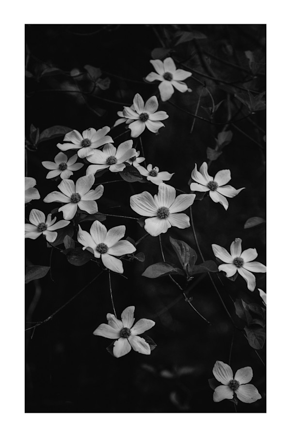 Floating Fairies by Christine