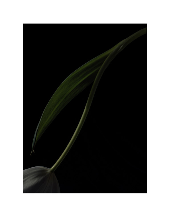 Grace by Christine Alward