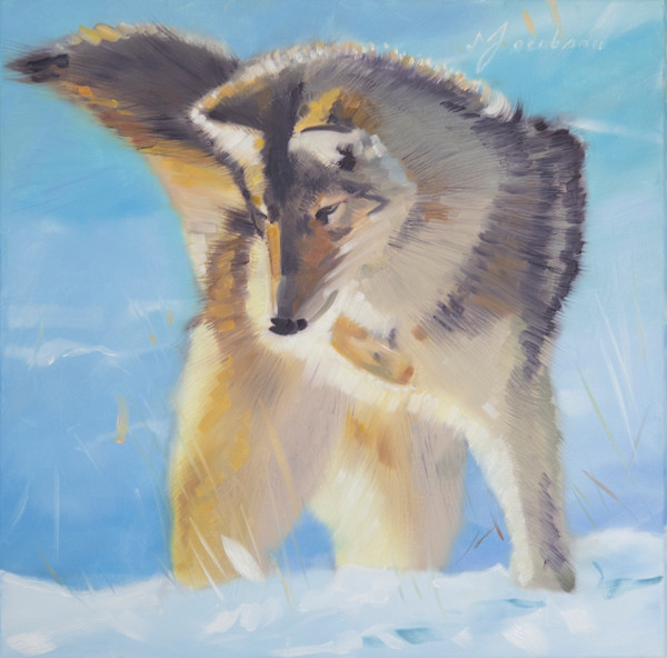 Coyote by Matthew Jacobson