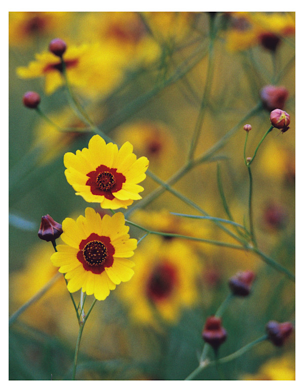 Awaken With Me by Pam Powell