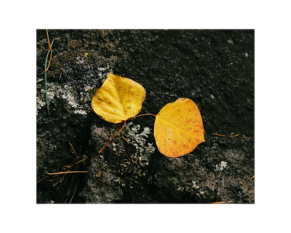 Golden Harmony by Pam Powell