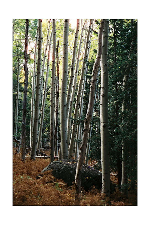 The Commune of  the Aspen Youth by Pam Powell