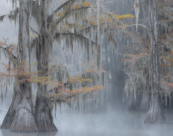 Mystic Morning Mist by Pam Powell