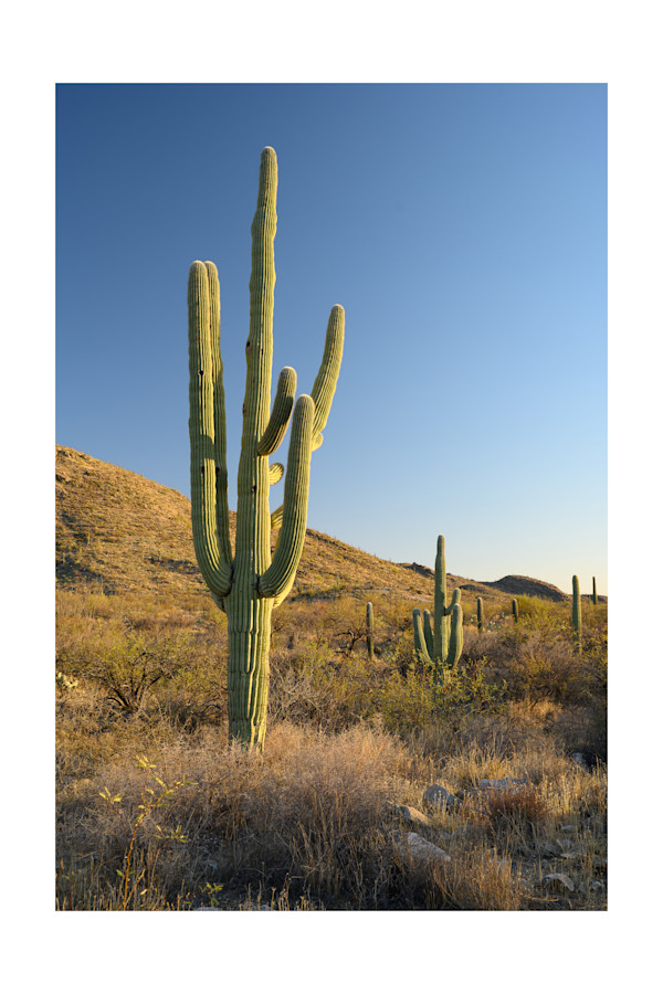 Saguaro Evening by Pam Powell