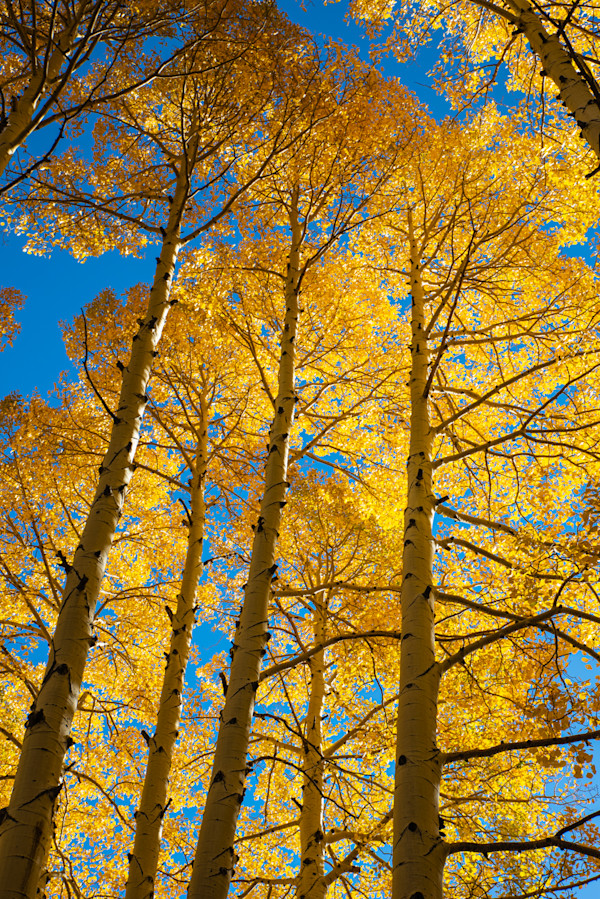 Golden Ceiling by Pam Powell, Image 1.