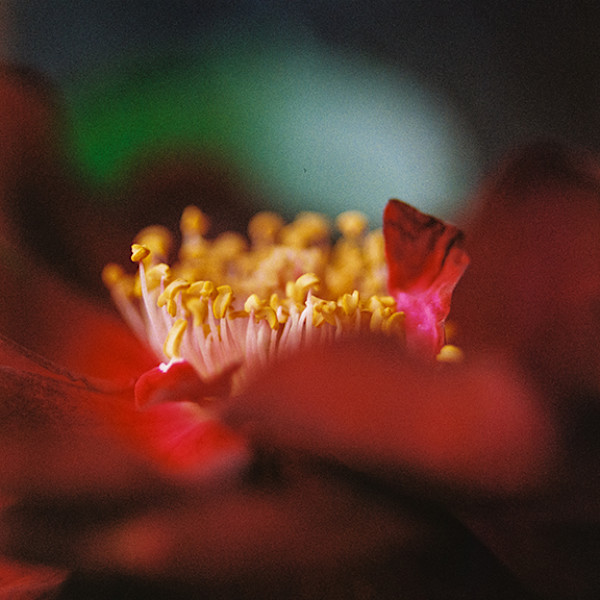 Anther by Pam Powell, Image 1.