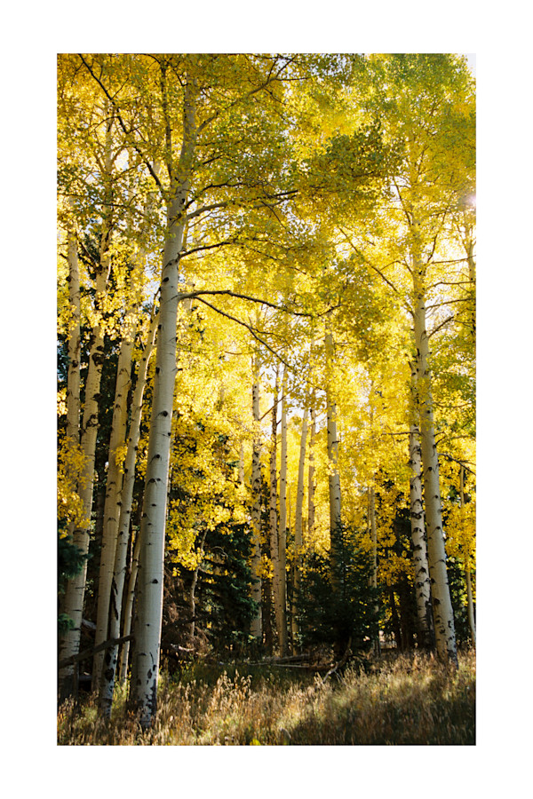 A Moment in the Golden Forest by Pam Powell