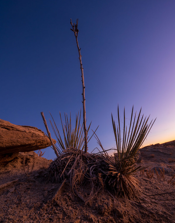 Soapweed Sunset by Pam Powell, Image 1.