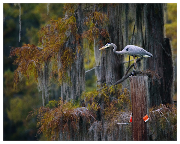 The Watchman by Pam Powell