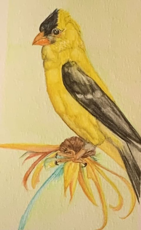 Goldfinch by Barbara Wentzell Jaquith