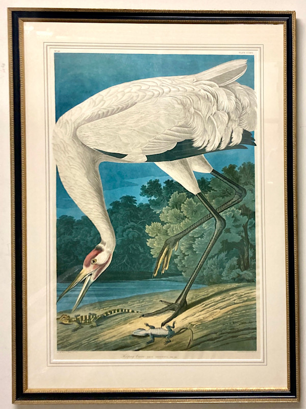 Hooping Crane, Grus Americana, Adult Male by John James Audubon