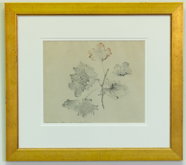 Leaf Study by Walter Stein