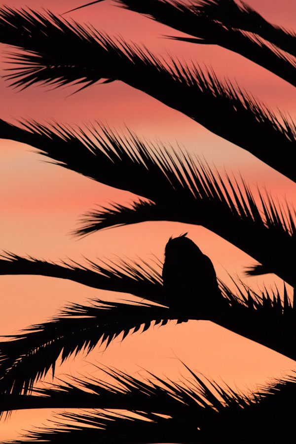 Great Horned Owl in Palm by Alan Krakauer